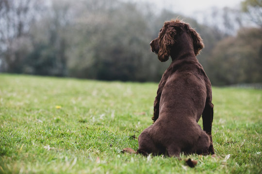 Rear view of Brown Spaniel dog sitting in a field.,Dog training school
