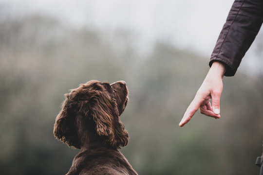Person standing outdoors, giving hand command to Brown Spaniel dog.,Dog training school