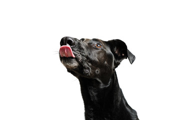 black dog isolated with white background