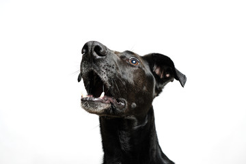 black dog isolated with white background