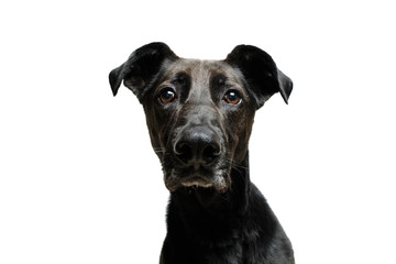 black dog isolated with white background