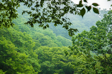 兵庫県・奥深い山の朝、赤西渓谷の風景