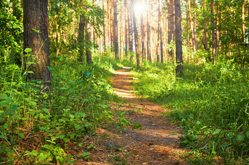 Fototapeta premium Footpath for people in the green forest. National park.