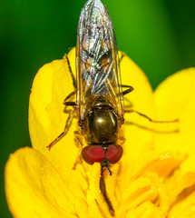 Macro shot of a insect fly hoverfly on a yellow flower