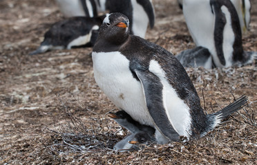Fototapeta premium Gentoo penguins
