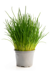 Chives plant in pot isolated on white