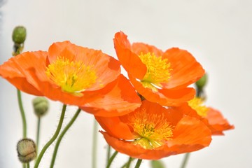 Beautiful orange poppy flowers with selective focus on blurred background. Bunch of delicate wildflowers with tender orange petals and yellow stamens. Bouquet of bright spring flower. Summer flowerbed
