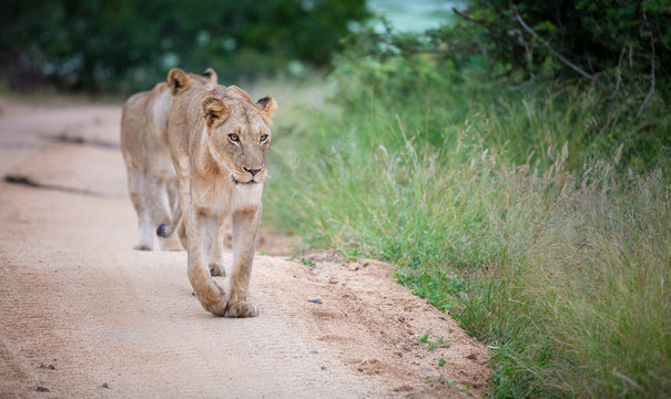 A lioness, Panthera leo, walks towards the camera on a sand road, looking out of frame, front leg raised	,Londolozi Game Reserve