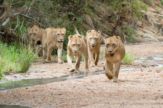 A pride of lions, Panthera leo, walk in a river bed towards camera, looking out of frame, ears back	
,Londolozi Game Reserve