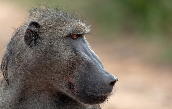 The side profile of the head of a baboon, Papio ursinus, looking out of frame	,Londolozi Game Reserve