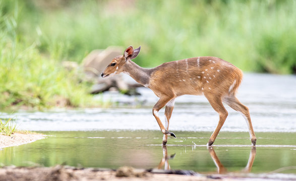 A bushbuck, Tragelaphus sylvaticus, walks across a still stream, ears back, looking out of frame, greenery in background 	
,Londolozi Game Reserve