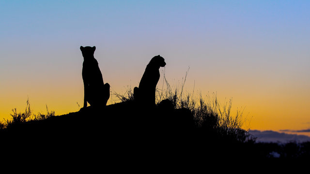 A silhouette of two cheetah, Acinonyx jubatus, as they sit on a termite mound at sunset	
,Londolozi Game Reserve