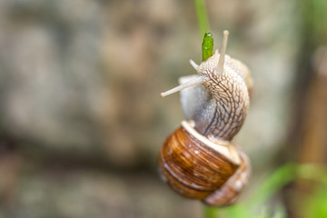 snail in saxon switzerland, germany