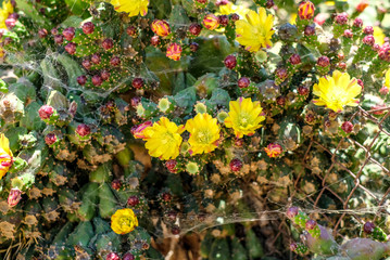 yellow flowers on te cactus plant, botanical garden