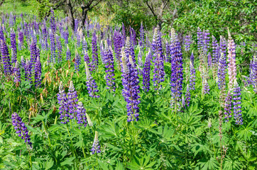 blooming lupine on the lawn