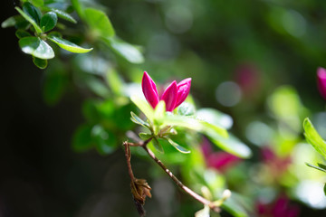 Little Pink