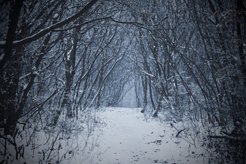 A path in the snowy forest