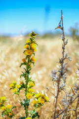 wild yellow flowers on the field