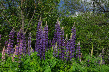 blooming lupine on the lawn