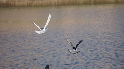 swans in flight