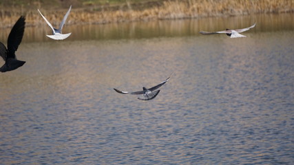 birds in flight