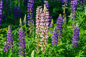 blooming lupine on the lawn