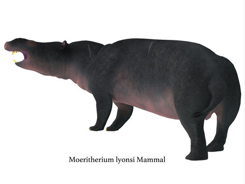 Moeritherium Mammal Tail with Font - Moeritherium was a rotund semi-aquatic herbivorous mammal that lived in Egypt during the Eocene Period.