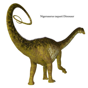 Nigersaurus Dinosaur Tail with Font - Nigersaurus was a herbivorous sauropod dinosaur that lived in Niger, Africa during the Cretaceous Period.