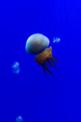 Jellyfish on blue background.