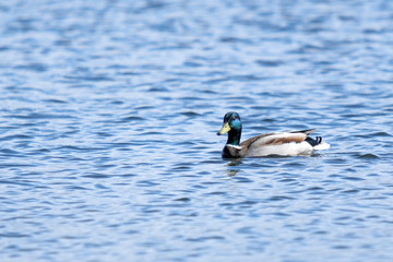Birds and animals in wildlife. Amazing mallard duck swims in lake or river with blue water under sunlight landscape. Closeup perspective of funny duck. 