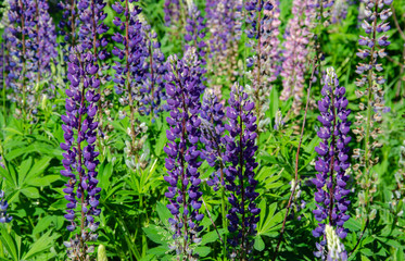 Obraz premium blooming lupine on the lawn