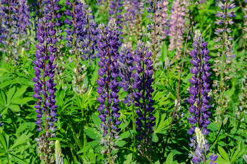 Fototapeta premium blooming lupine on the lawn