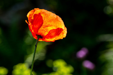 Red poppie in the morning sun