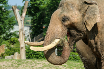 The portrait Picture of an eating elephant. He looks happy and satisfied. 