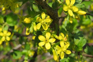 Currant flowers blooming in the garden in spring, closeup