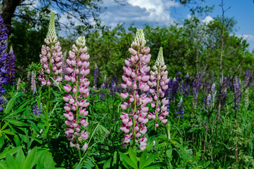 Obraz premium blooming lupine on the lawn