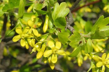 Blooming currant flowers in the garden in spring, closeup