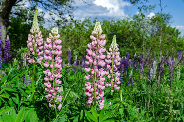 blooming lupine on the lawn
