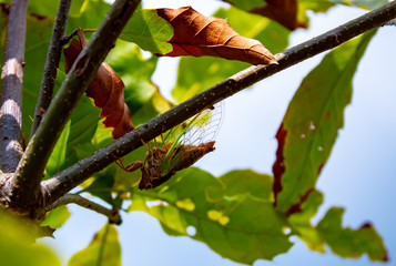 Cigarra en árbol en dia soleado 