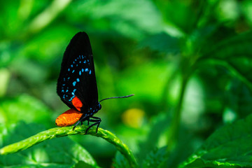Beautiful small Atala hairstreak butterfly perched on green plant  stem