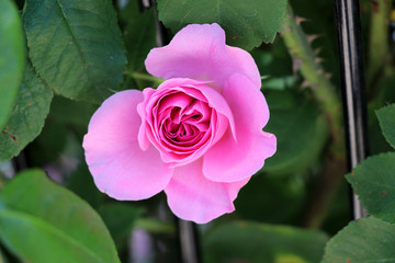 colorful roses - Heilbronn Germany