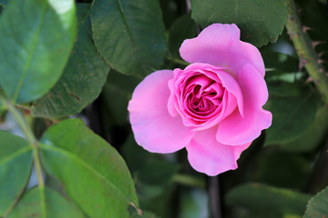 colorful roses - Heilbronn Germany