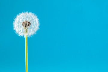 dandelion on a blue background. Lettering space