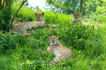 Fototapeta na wymiar The three sleepy cheetahs are hiding in the grass and looking happy and satisfied. 