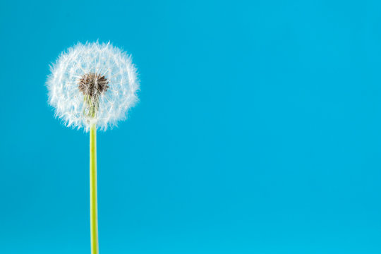 dandelion on a blue background. Lettering space