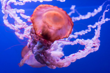 Jellyfish on blue background.