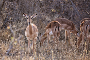 Naklejka premium Impala