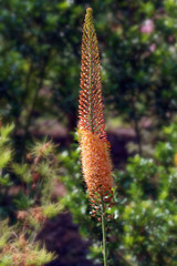 Foxtail Lily