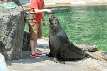The guy is playing with the sea lions during the exhibition in the zoo. He is feeding them or checking their health. 