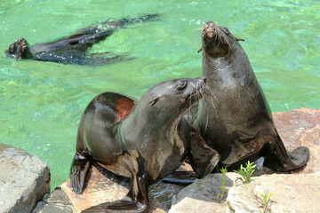 The sea lion by the pool in the zoological garden during the exhibition. Happy to be outside. 